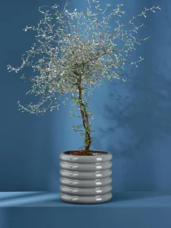 Sale ASA Selection übertopf, cool gray