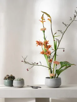 Online ASA Selection schale, ishi