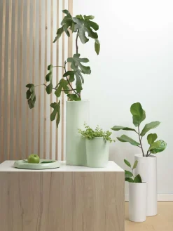 Online ASA Selection schale, silver birch