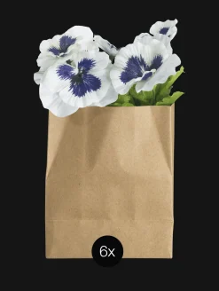 ASA Selection stiefmütterchen in papier, 6er set